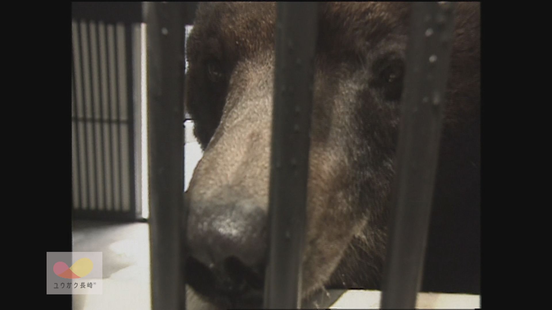 長崎公園「クマの太郎」～狭い檻から広い新居へ引っ越し！イメージ